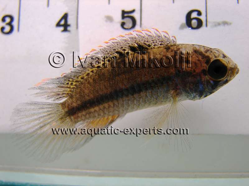 Nannacara quadrispinae